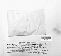 Lasiosphaeria racodium image